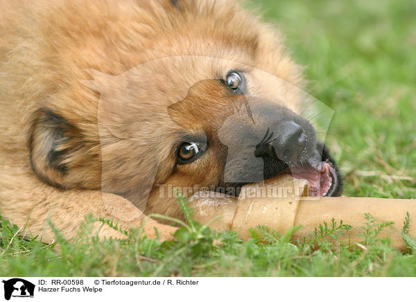 Harzer Fuchs Welpe / Puppy / RR-00598