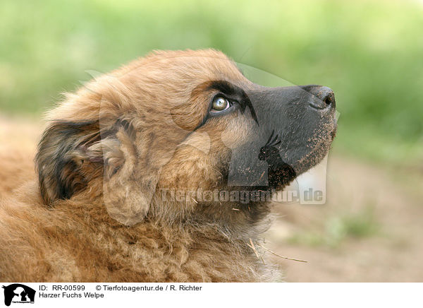 Harzer Fuchs Welpe / Puppy / RR-00599