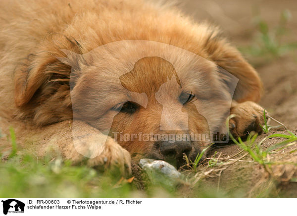 schlafender Harzer Fuchs Welpe / sleeping puppy / RR-00603
