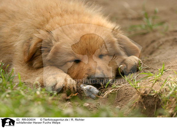 schlafender Harzer Fuchs Welpe / sleeping puppy / RR-00604