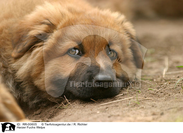 Harzer Fuchs Welpe / Puppy / RR-00605