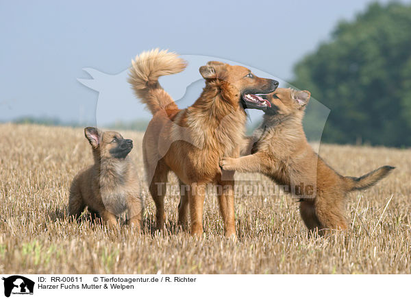 Harzer Fuchs Mutter & Welpen / mother & puppies / RR-00611