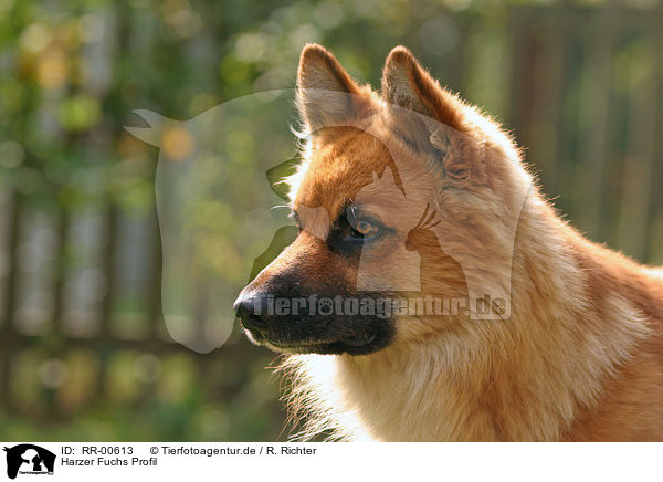 Harzer Fuchs Profil / Profile / RR-00613
