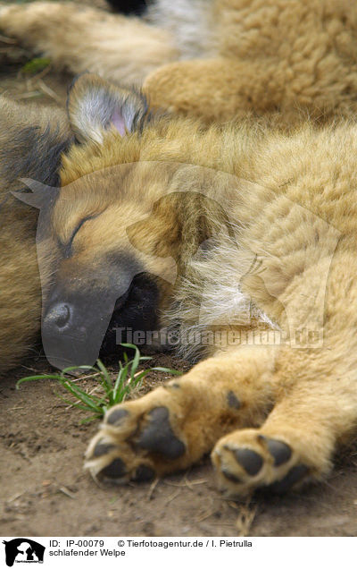 schlafender Welpe / sleeping puppy / IP-00079