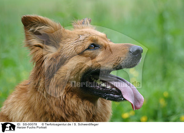 Harzer Fuchs Portrait / SS-00078