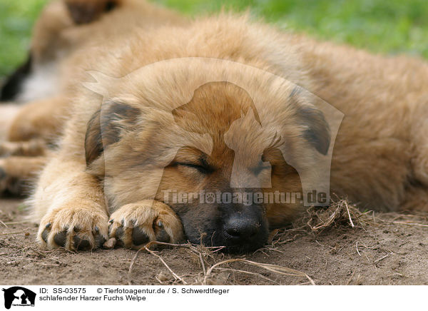 schlafender Harzer Fuchs Welpe / SS-03575