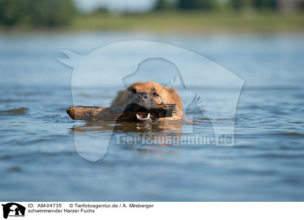 schwimmender Harzer Fuchs / AM-04735
