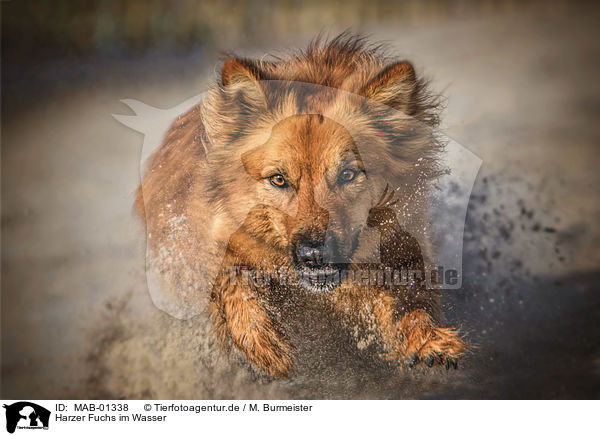 Harzer Fuchs im Wasser / Harz Fox in the water / MAB-01338