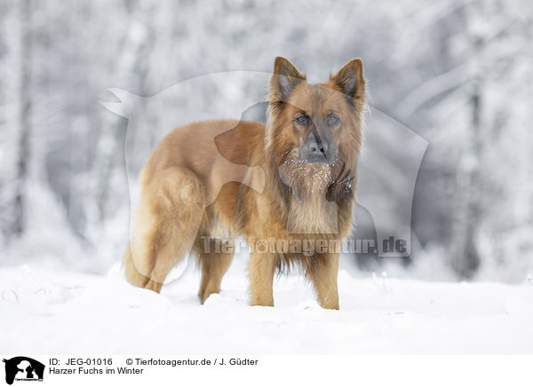Harzer Fuchs im Winter / JEG-01016