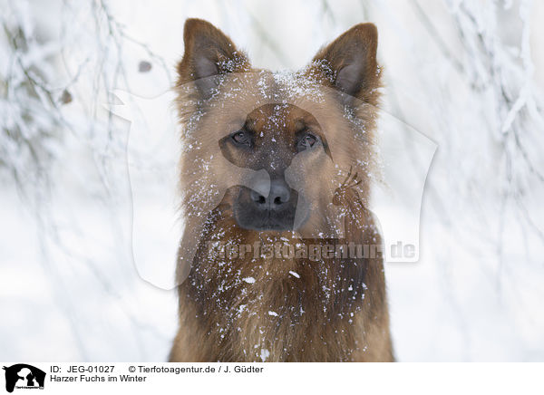 Harzer Fuchs im Winter / JEG-01027