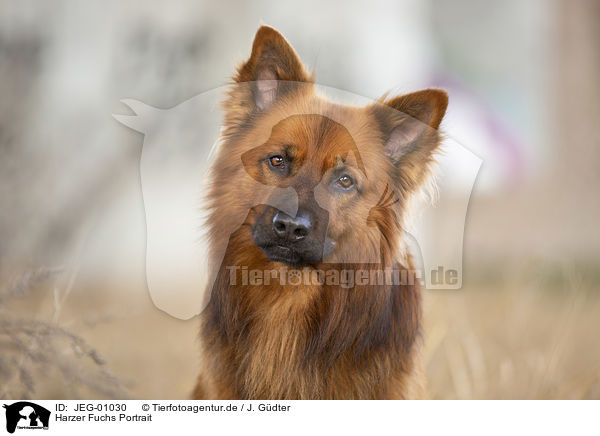 Harzer Fuchs Portrait / JEG-01030
