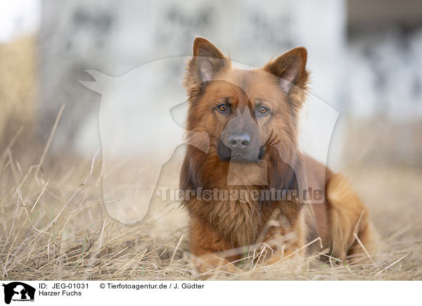 Harzer Fuchs / JEG-01031