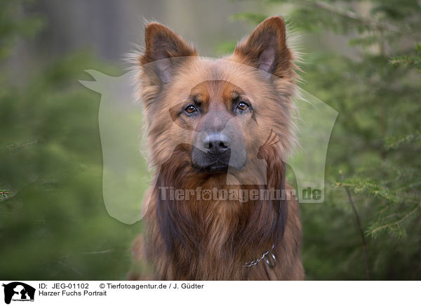 Harzer Fuchs Portrait / JEG-01102