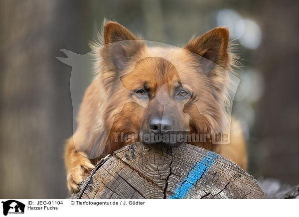 Harzer Fuchs / JEG-01104