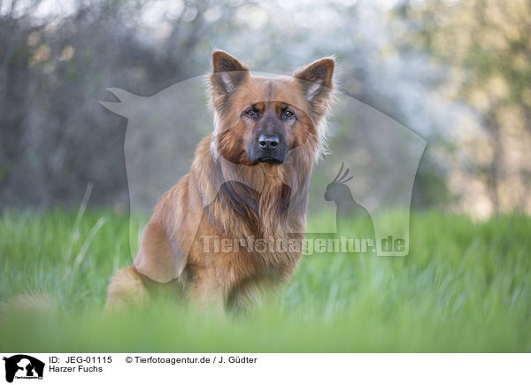 Harzer Fuchs / JEG-01115