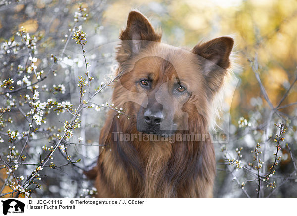 Harzer Fuchs Portrait / JEG-01119