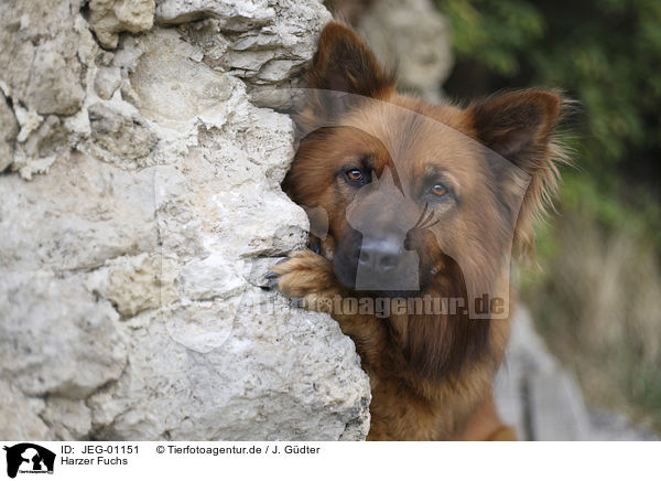 Harzer Fuchs / JEG-01151