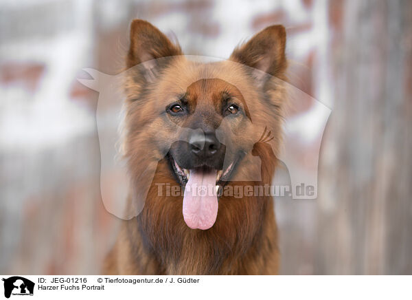 Harzer Fuchs Portrait / JEG-01216
