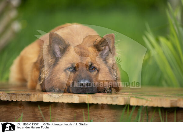 liegender Harzer Fuchs / JEG-01337