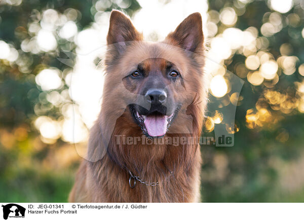 Harzer Fuchs Portrait / JEG-01341