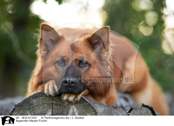 liegender Harzer Fuchs / JEG-01342