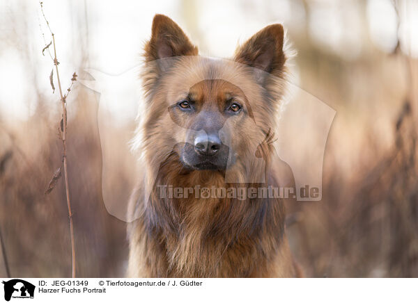 Harzer Fuchs Portrait / JEG-01349