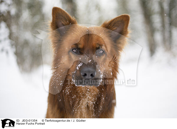 Harzer Fuchs Portrait / JEG-01354