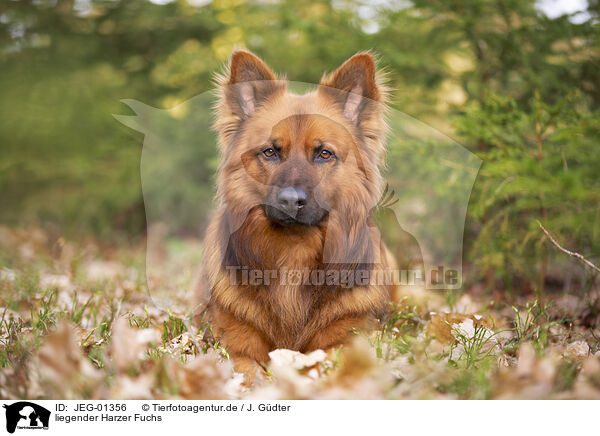 liegender Harzer Fuchs / lying Harz Fox / JEG-01356