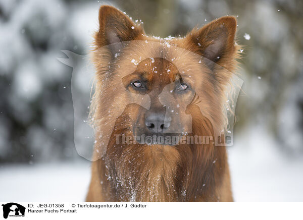 Harzer Fuchs Portrait / Harz Fox Portrait / JEG-01358