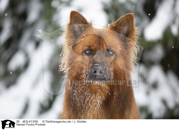 Harzer Fuchs Portrait / JEG-01359