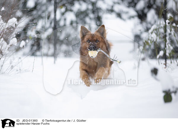 spielender Harzer Fuchs / JEG-01360