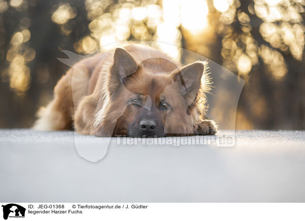 liegender Harzer Fuchs / JEG-01368
