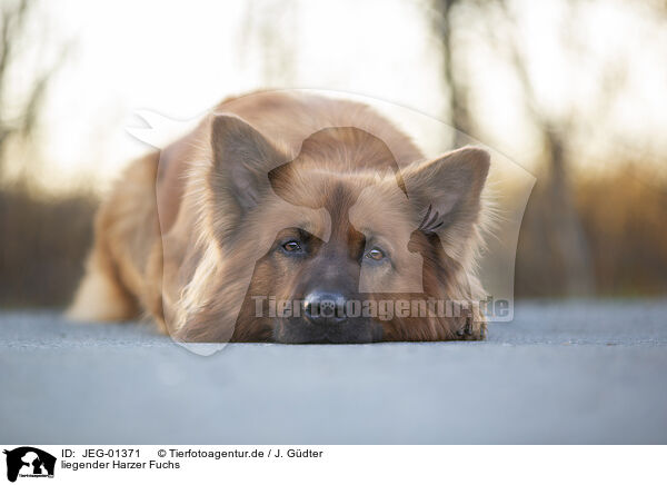 liegender Harzer Fuchs / JEG-01371