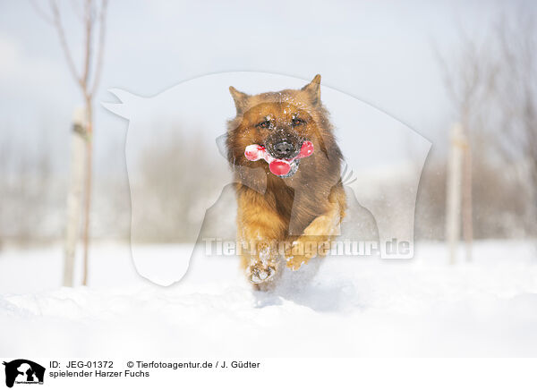 spielender Harzer Fuchs / JEG-01372