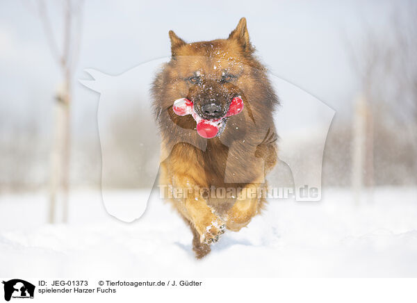 spielender Harzer Fuchs / JEG-01373
