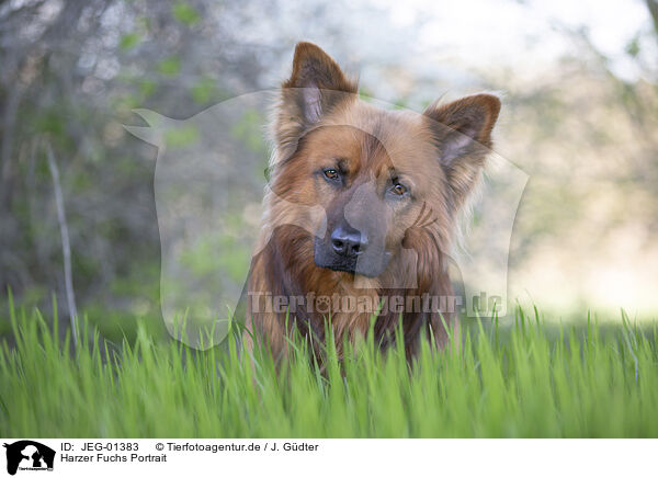 Harzer Fuchs Portrait / JEG-01383