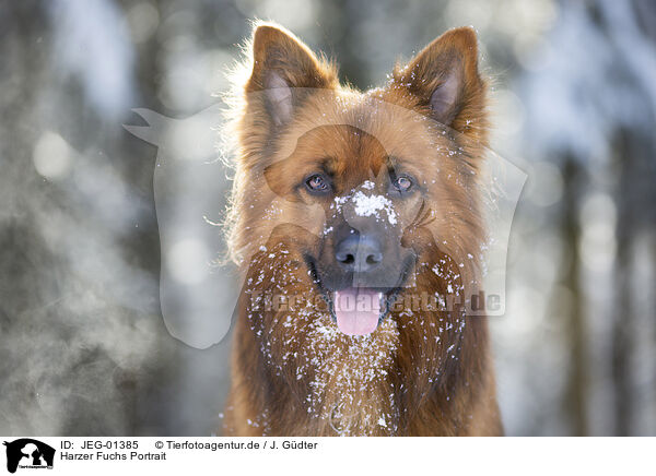 Harzer Fuchs Portrait / JEG-01385