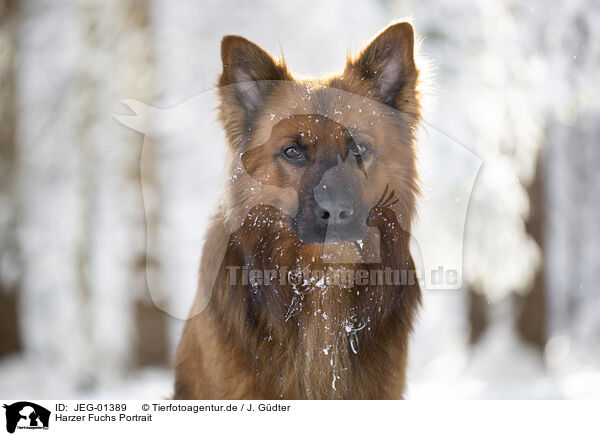 Harzer Fuchs Portrait / JEG-01389