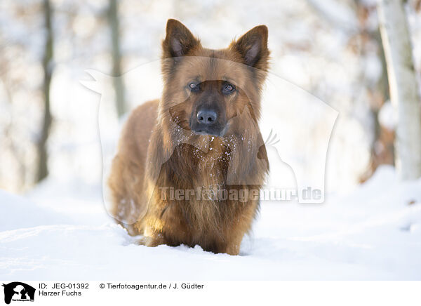 Harzer Fuchs / JEG-01392