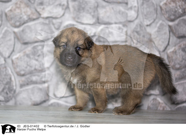 Harzer Fuchs Welpe / Harz Fox Puppy / JEG-01402