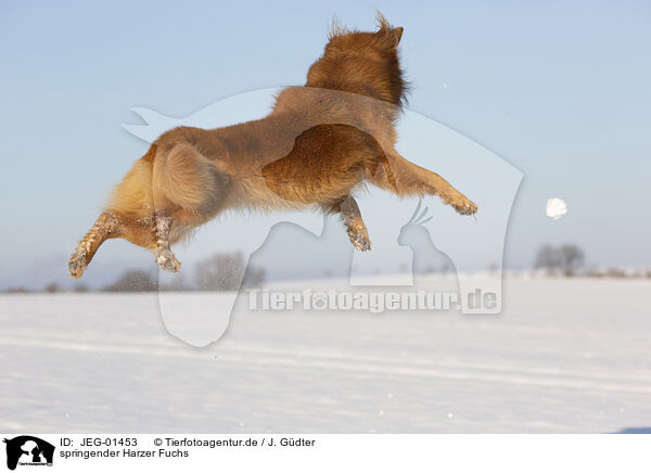 springender Harzer Fuchs / JEG-01453