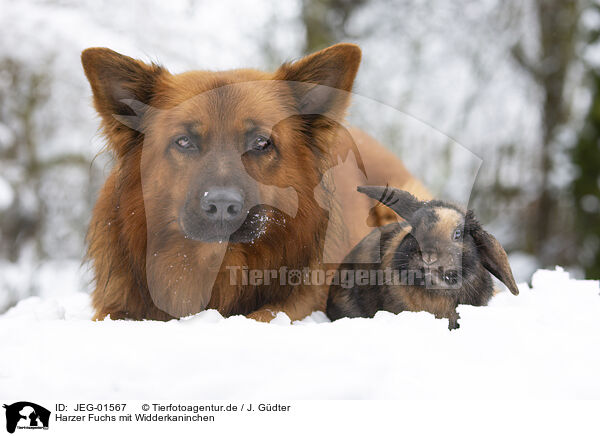Harzer Fuchs mit Widderkaninchen / JEG-01567