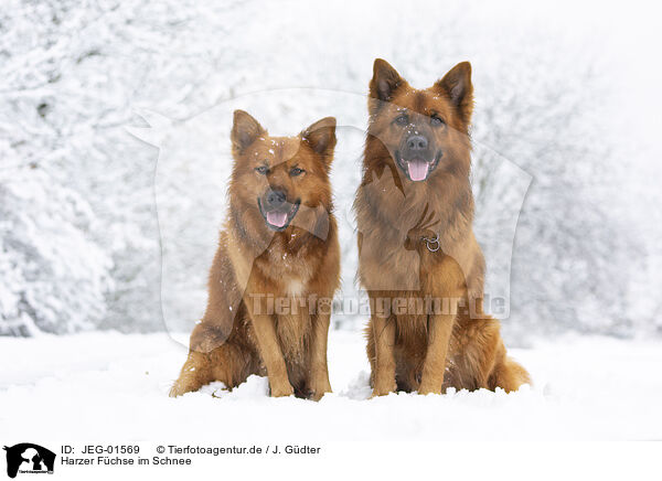 Harzer Fchse im Schnee / JEG-01569