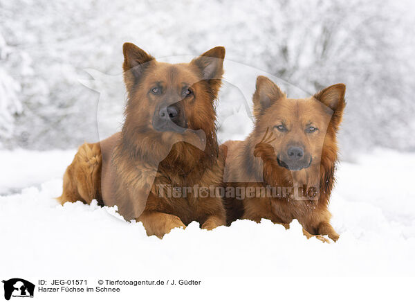 Harzer Fchse im Schnee / JEG-01571