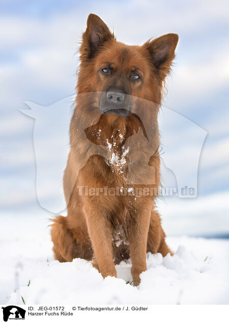 Harzer Fuchs Rde / male Harz Fox / JEG-01572