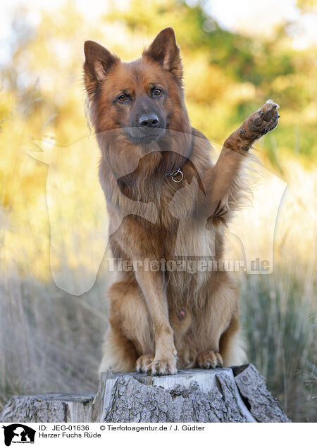 Harzer Fuchs Rde / male Harz Fox / JEG-01636