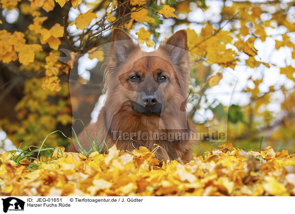 Harzer Fuchs Rde / male Harz Fox / JEG-01651