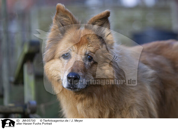 alter Harzer Fuchs Portrait / JM-05700