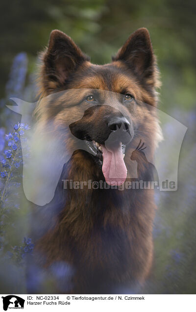 Harzer Fuchs Rde / NC-02334