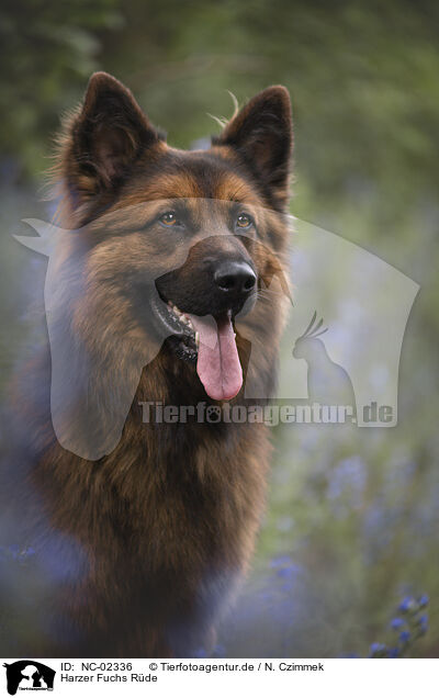 Harzer Fuchs Rde / NC-02336